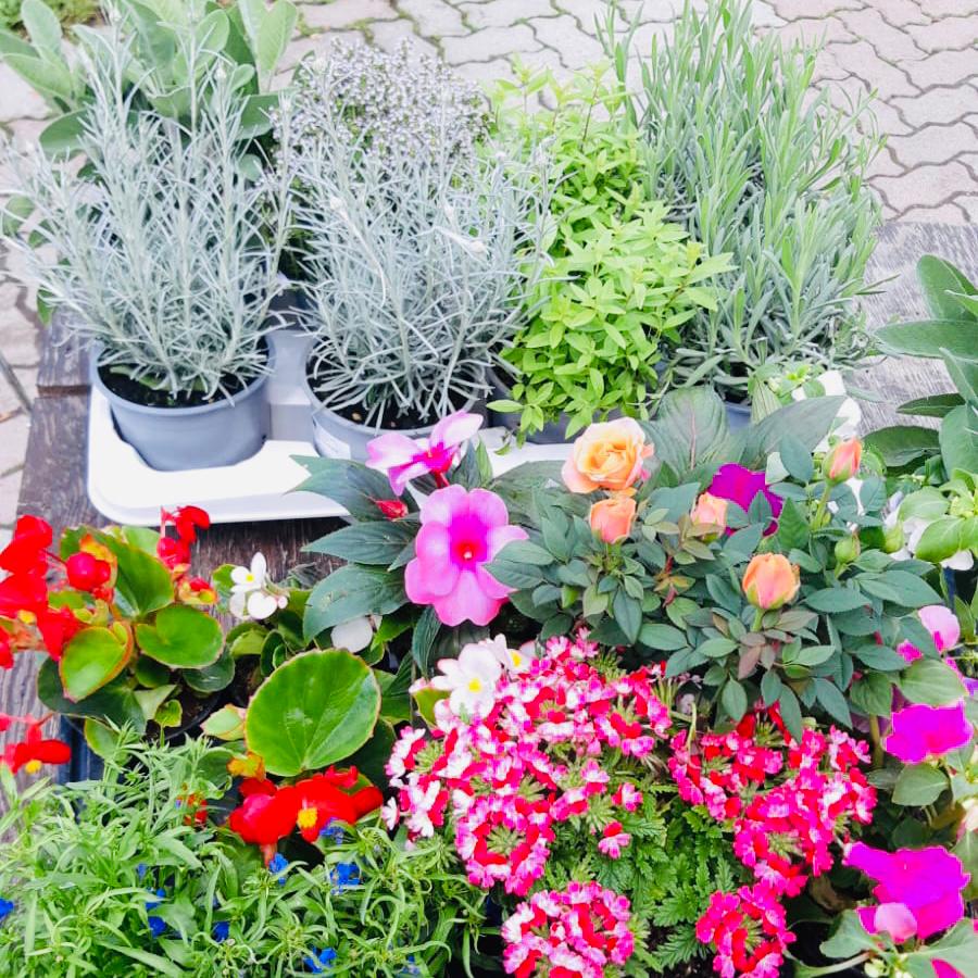 fiori e piante cortili Atc