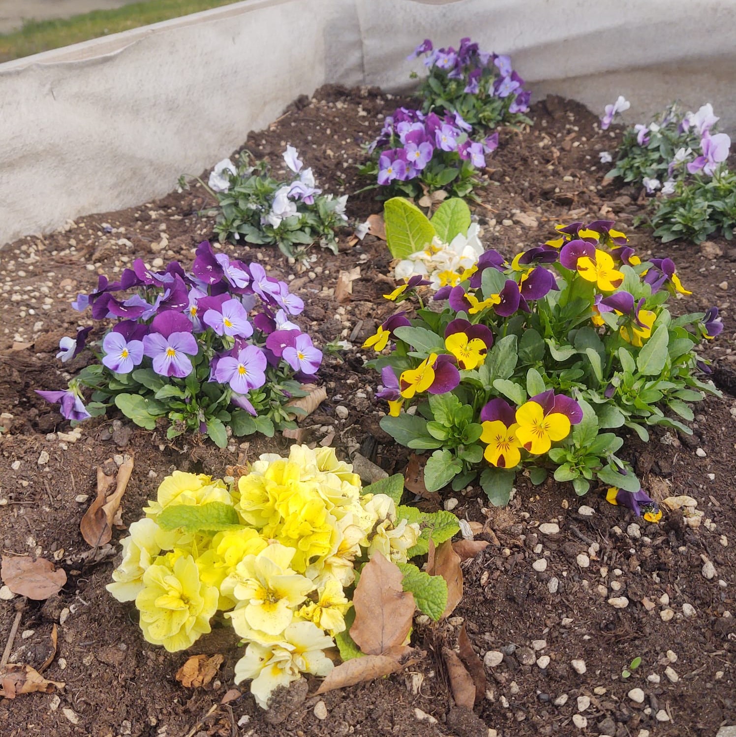 fiori e piante cortili Atc 7